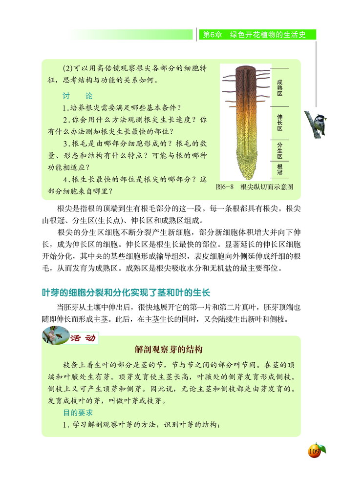 北师大版初中生物初一生物上册营养器官的生长第4页