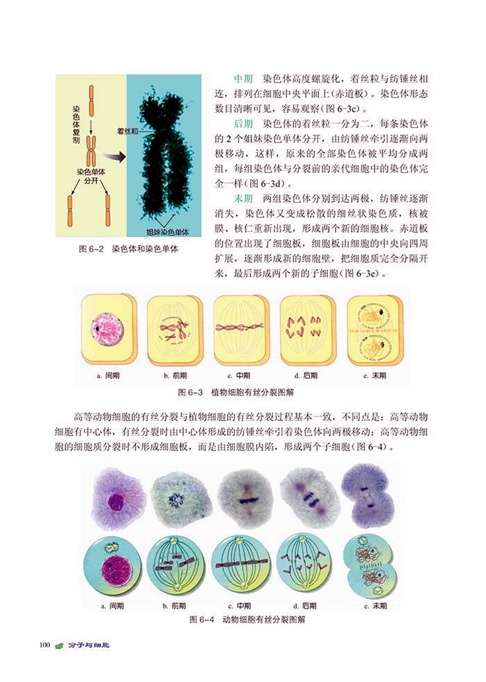 北师大版高中高一生物必修1体细胞的分裂第2页