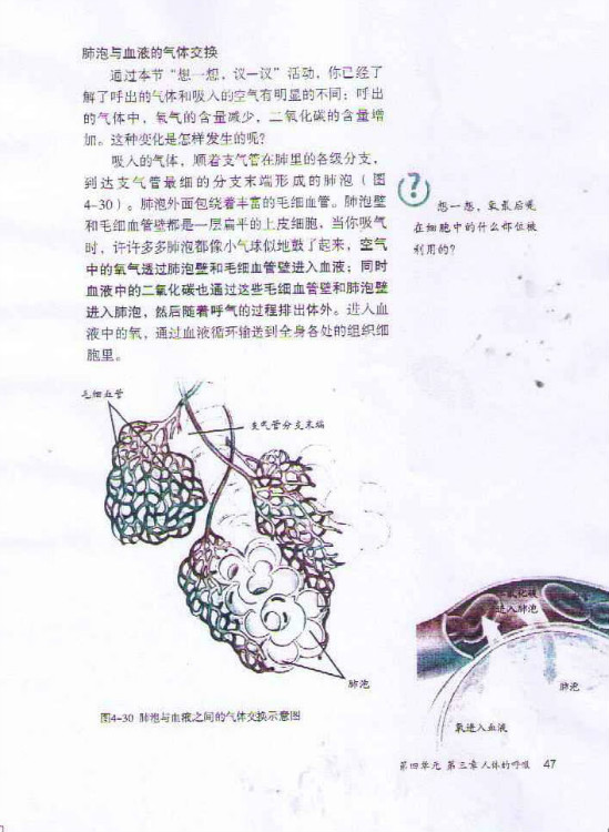 2012部编版七年级生物下册肺泡与血液的气体交换第0页