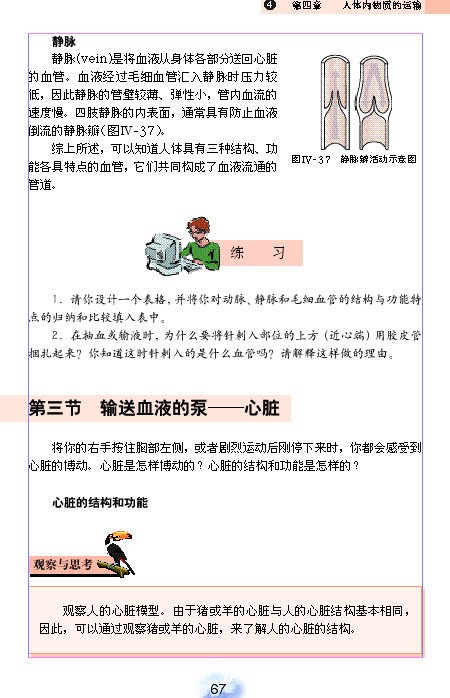 人教版初中初一生物下册输送血液的泵-心脏第0页