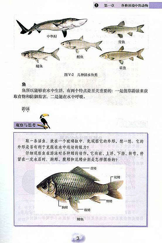 人教版初中初二生物上册水中生活的动物第2页