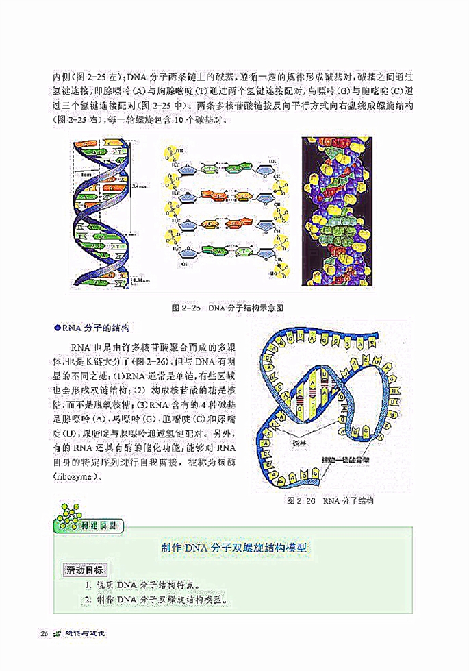 北师大版高中高一生物必修2DNA贮存遗传信息第7页