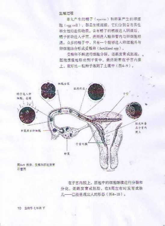 2012部编版七年级生物下册生殖过程第0页