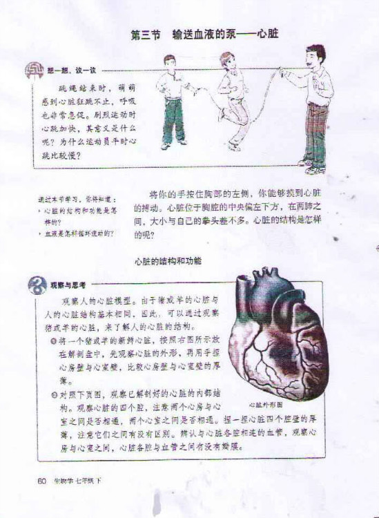 2012部编版七年级生物下册第三节 输送血液的泵 心脏第0页