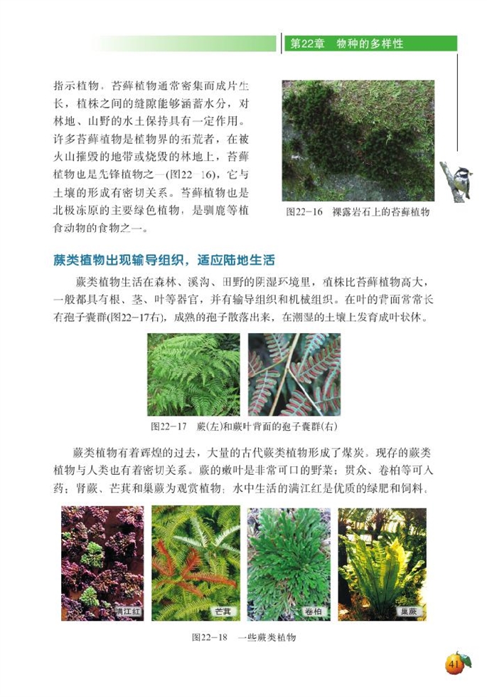北师大版初中生物初二生物下册植物的主要类群第2页