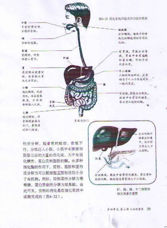 2012部编版七年级生物下册探究 馒头在口腔中的变化第2页