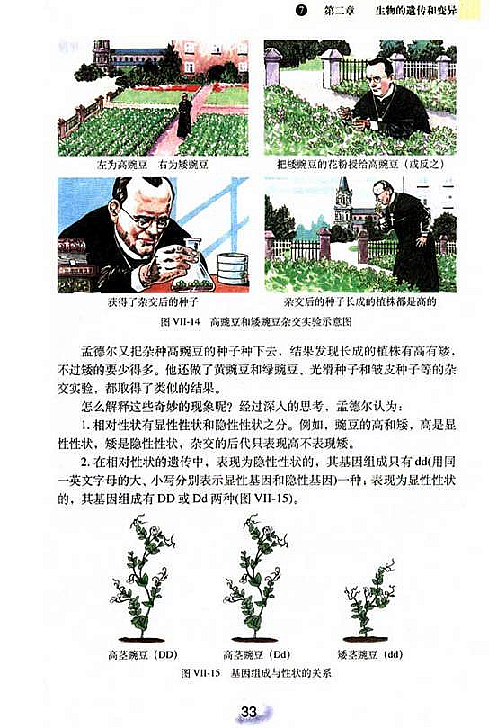 人教版初中初二生物下册基因的显性和隐性第1页