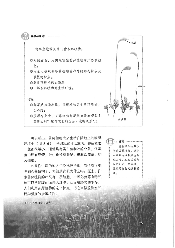 人教版初中初一生物上册藻类,苔藓和蕨类植物第4页