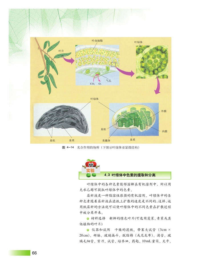 沪科版高中高一生命科学生命科学（第一册）光合作用第3页