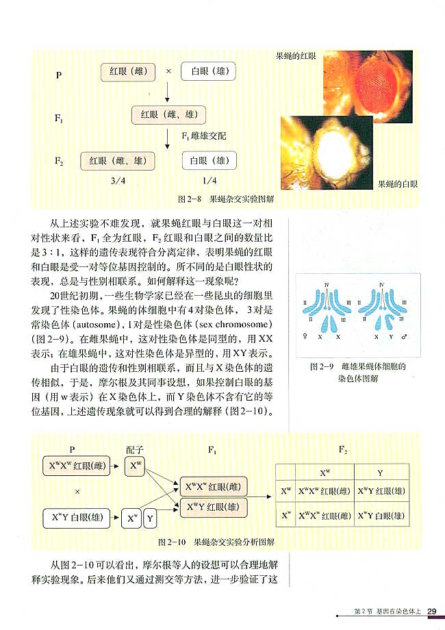 人教版高中高二生物必修2基因在染色体上第2页