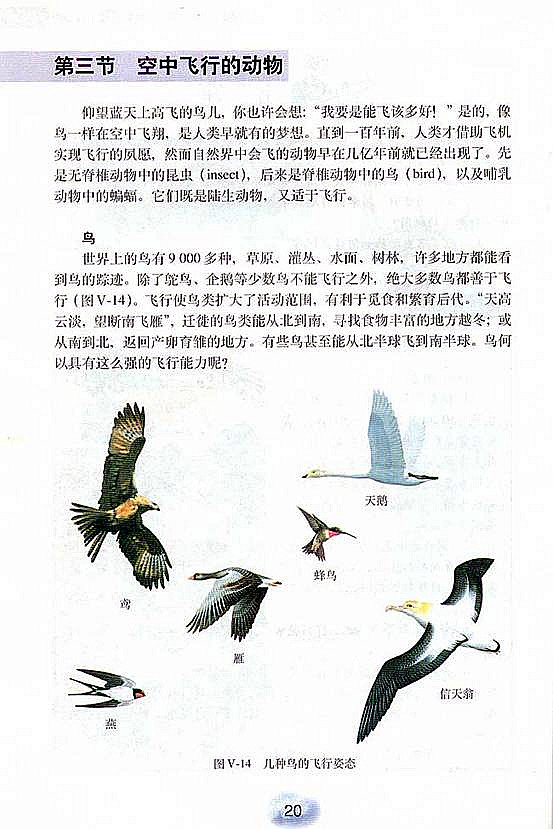人教版初中初二生物上册控中飞行的动物第0页