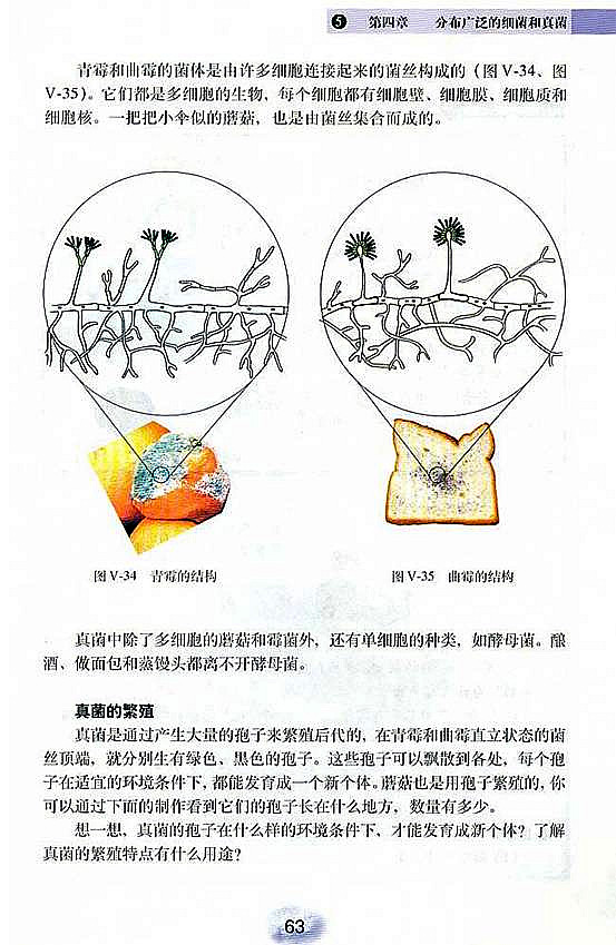 人教版初中初二生物上册真菌第1页