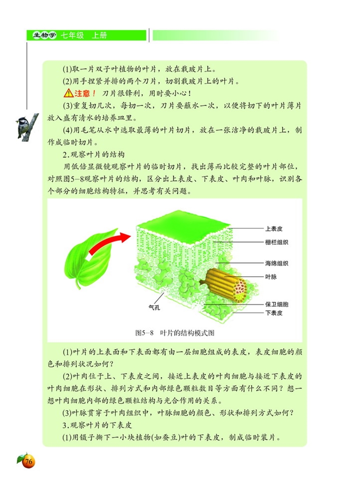 北师大版初中生物初一生物上册绿色开花植物的生活方…第11页