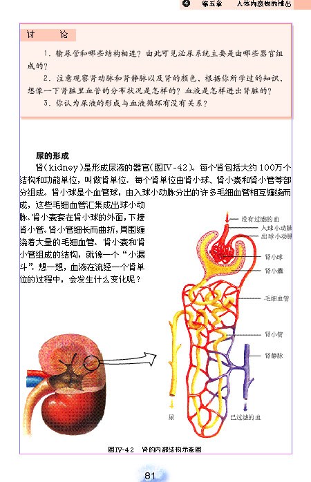 人教版初中初一生物下册尿的形成和排出第2页