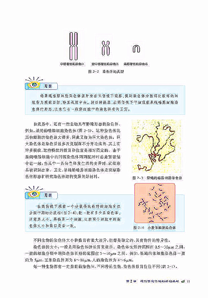 北师大版高中高一生物必修2染色体是遗传信息的载体第2页