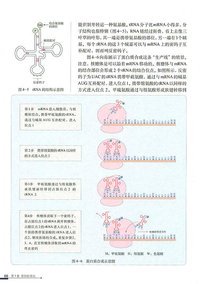 人教版高中高二生物必修2基因指导蛋白质的合成第4页