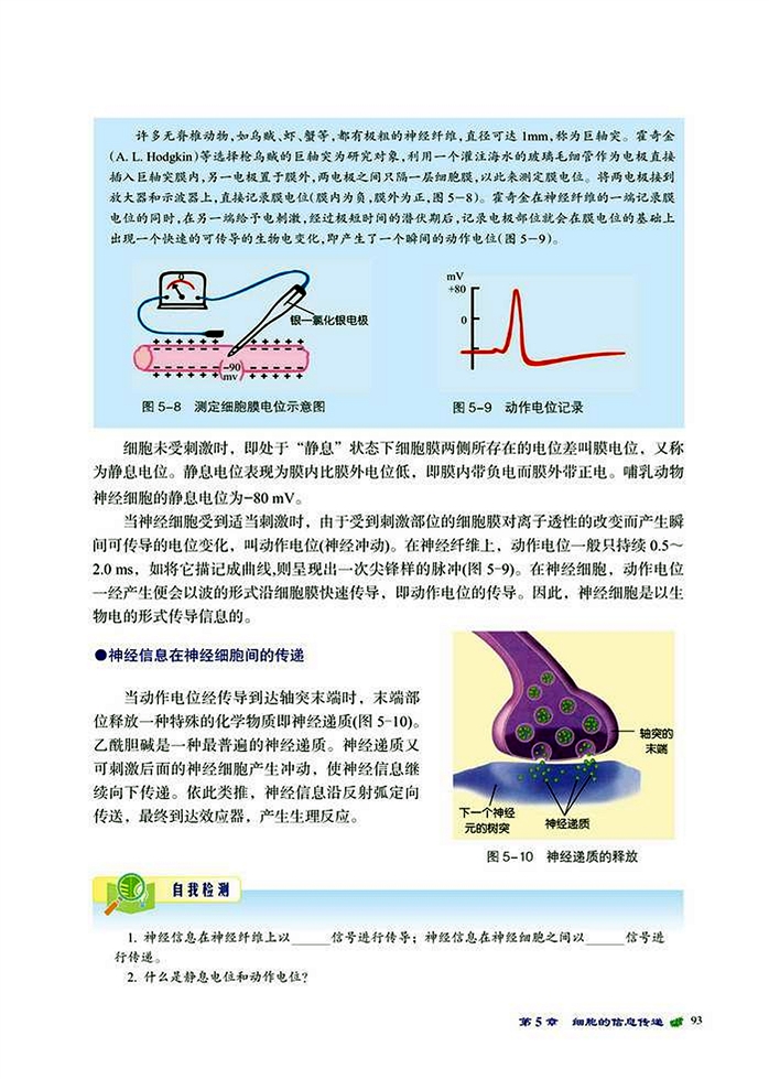 北师大版高中高一生物必修1神经信息的传送第2页