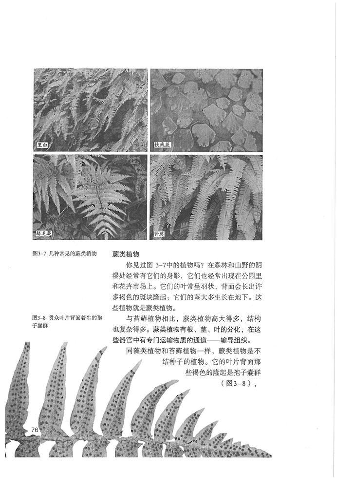 人教版初中初一生物上册藻类,苔藓和蕨类植物第5页