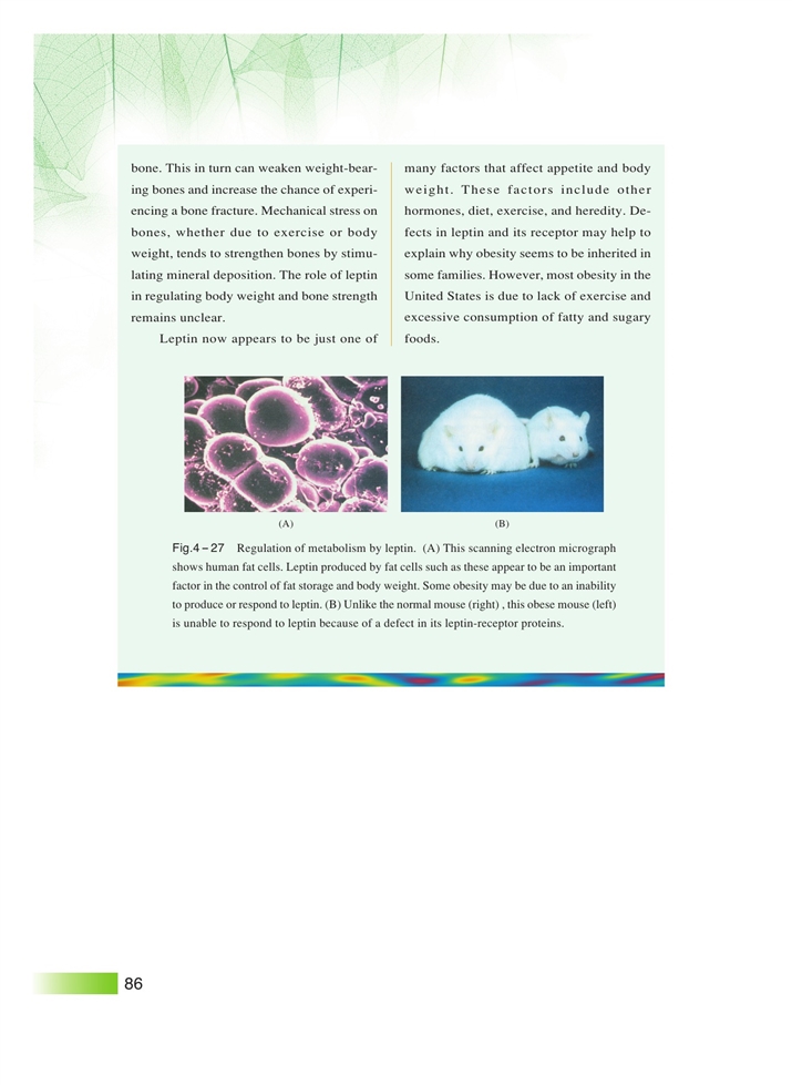 沪科版高中高一生命科学生命科学（第一册）生物体内营养物质的转变第4页