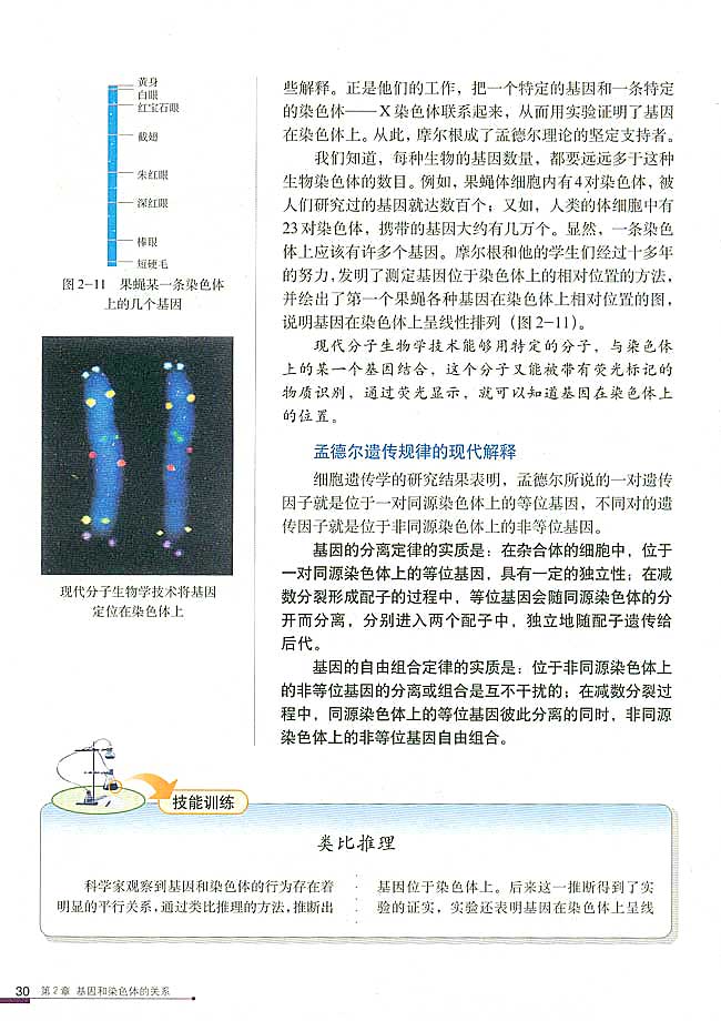 人教版高中高二生物必修2基因在染色体上第3页