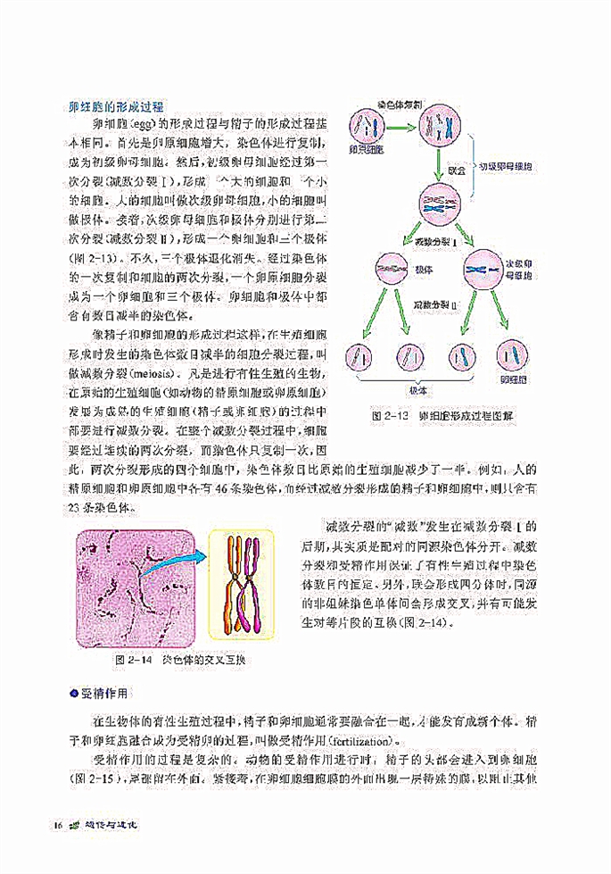 北师大版高中高一生物必修2染色体是遗传信息的载体第7页