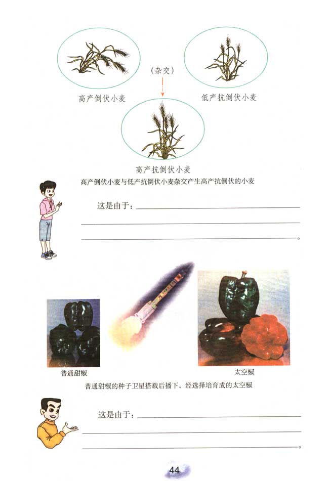 2013部编版八年级生物下册人类应用遗传变异原理培育新品种第1页