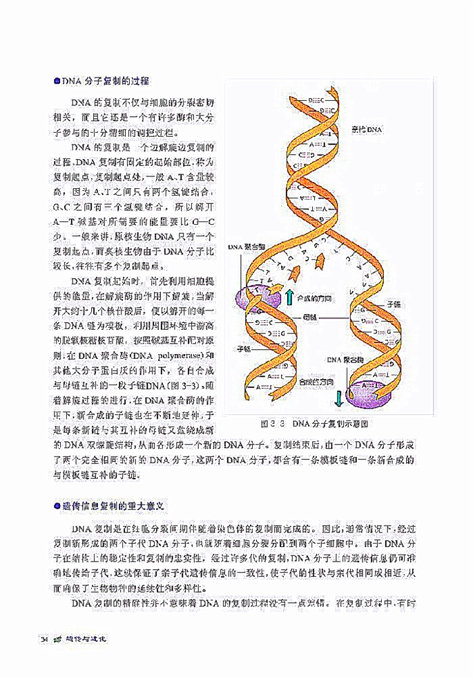 北师大版高中高一生物必修2遗传信息的复制与表达第5页