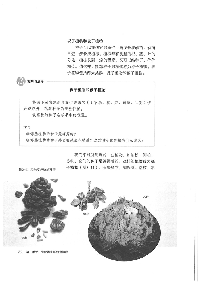 人教版初中初一生物上册种子植物第3页