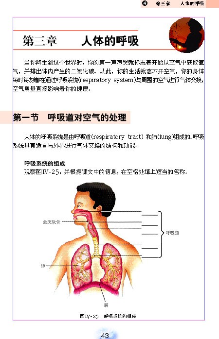 人教版初中初一生物下册呼吸道对空气的处理第0页