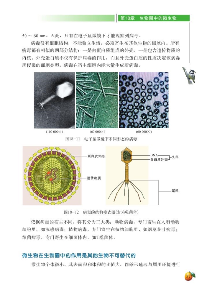 北师大版初中生物初二生物上册微生物在生物圈中的作用第9页