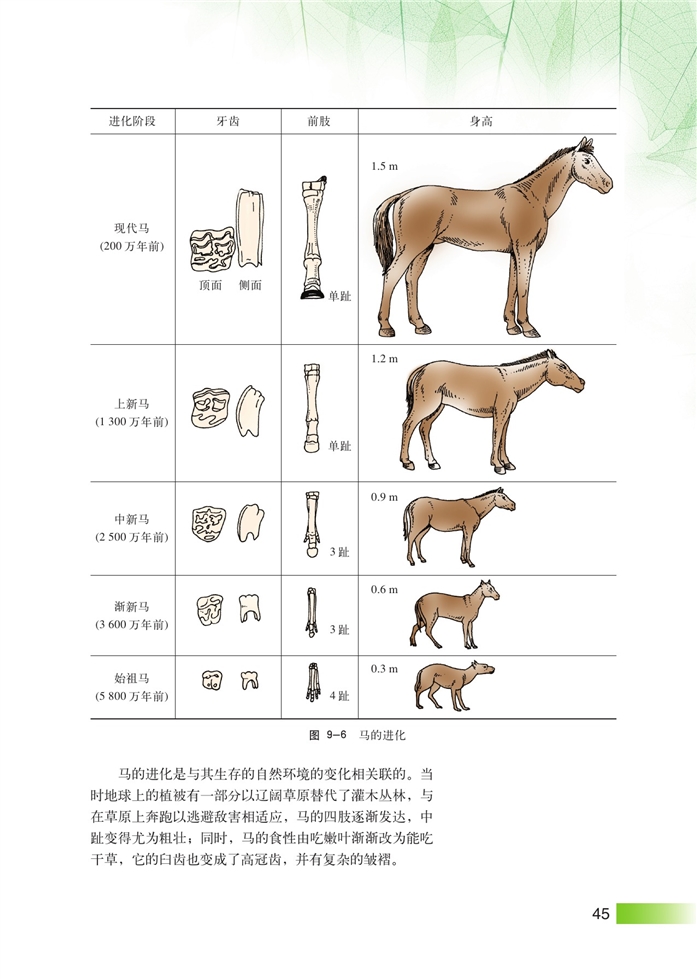 沪科版高中高三生命科学生命科学（第三册）生物进化第3页