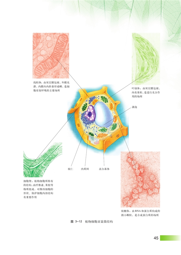 沪科版高中高一生命科学生命科学（第一册）生命结构基础第10页