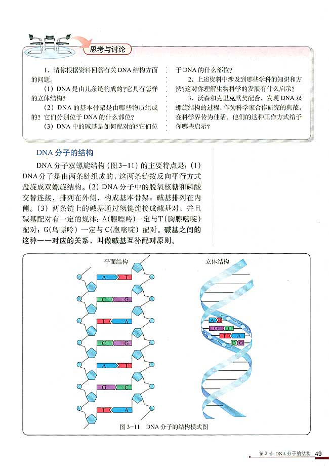 人教版高中高二生物必修2DNA分子的结构第2页