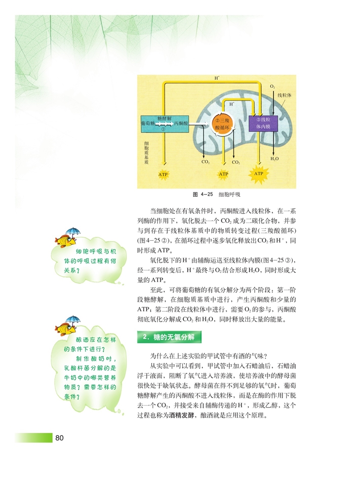 沪科版高中高一生命科学生命科学（第一册）细胞的呼吸第3页