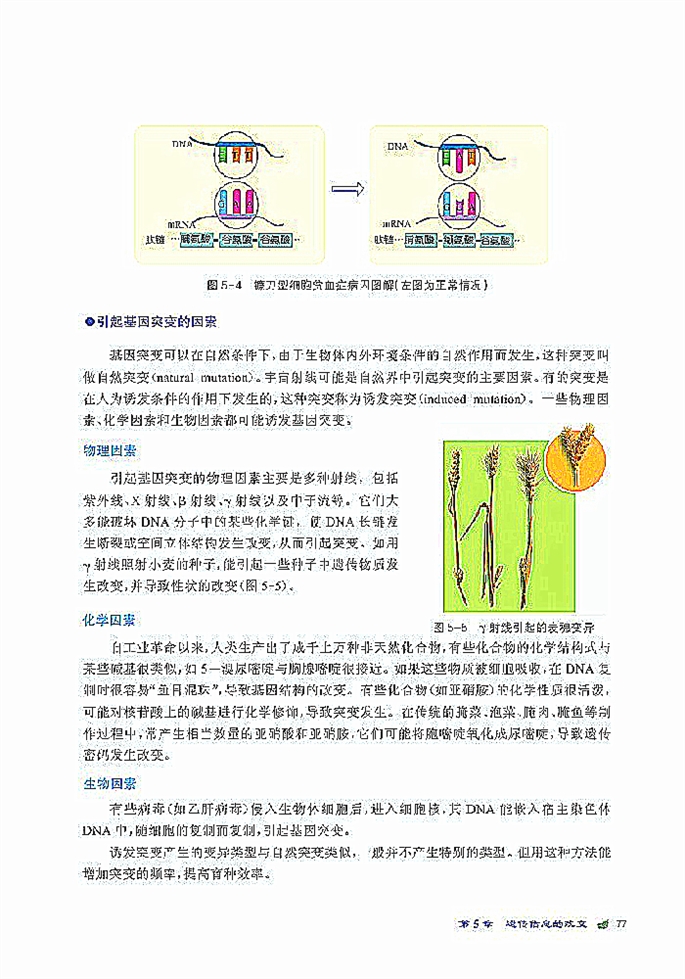 北师大版高中高一生物必修2基因突变第3页