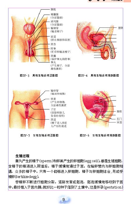 人教版初中初一生物下册人的生殖第1页