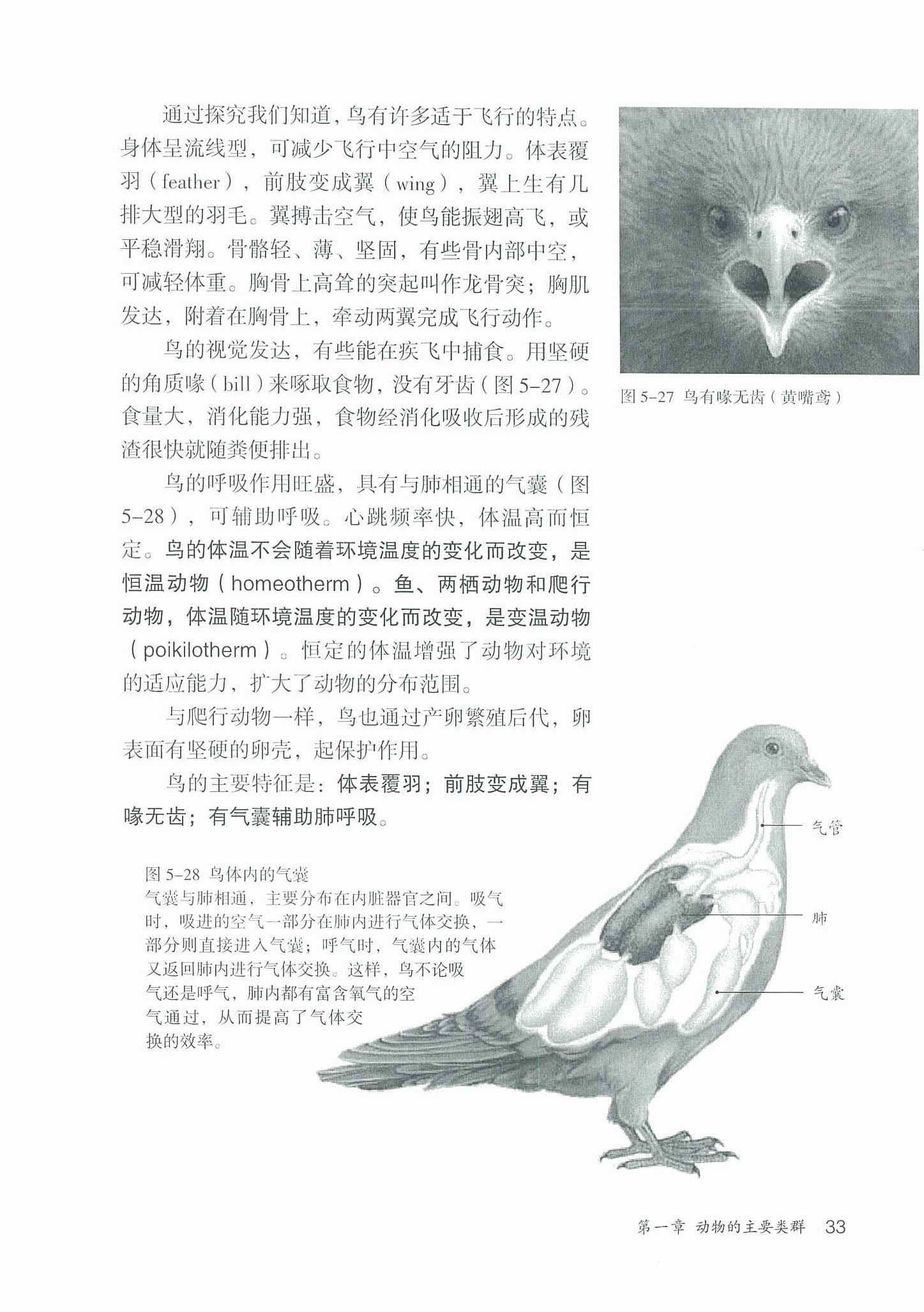 2013部编版八年级生物上册鸟适于飞行的形态结构特点第1页