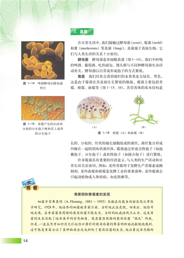 沪科版高中高三生命科学生命科学(拓展)显微镜下的微生物第6页