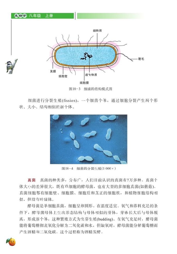 北师大版初中生物初二生物上册微生物在生物圈中的作用第4页