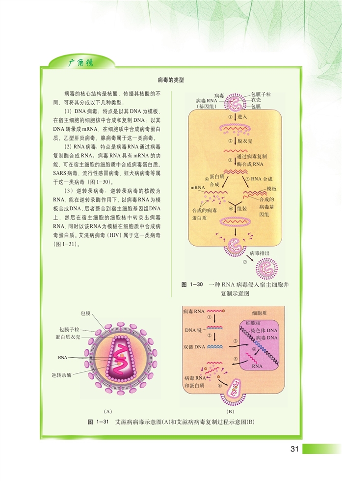 沪科版高中高三生命科学生命科学(拓展)微生物传染病的传播和预防第5页