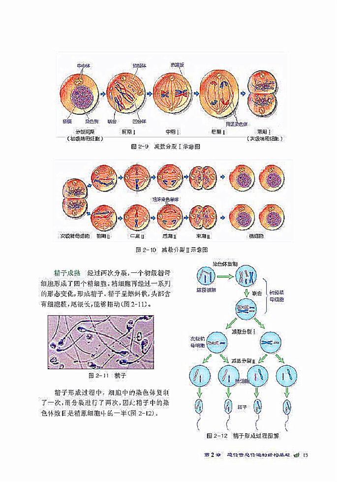 北师大版高中高一生物必修2染色体是遗传信息的载体第6页