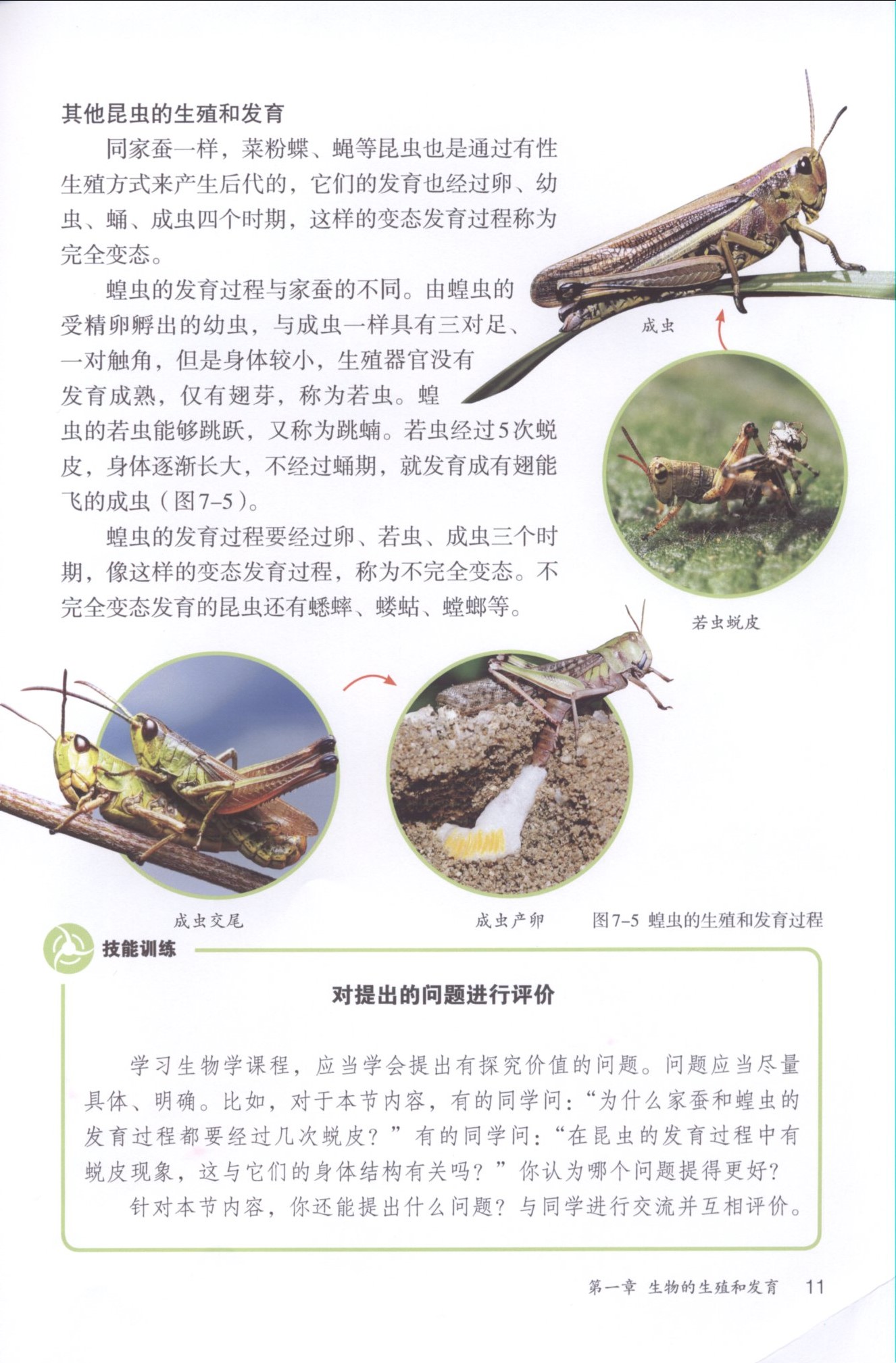2013部编版八年级生物下册其他昆虫的生殖和发育第0页