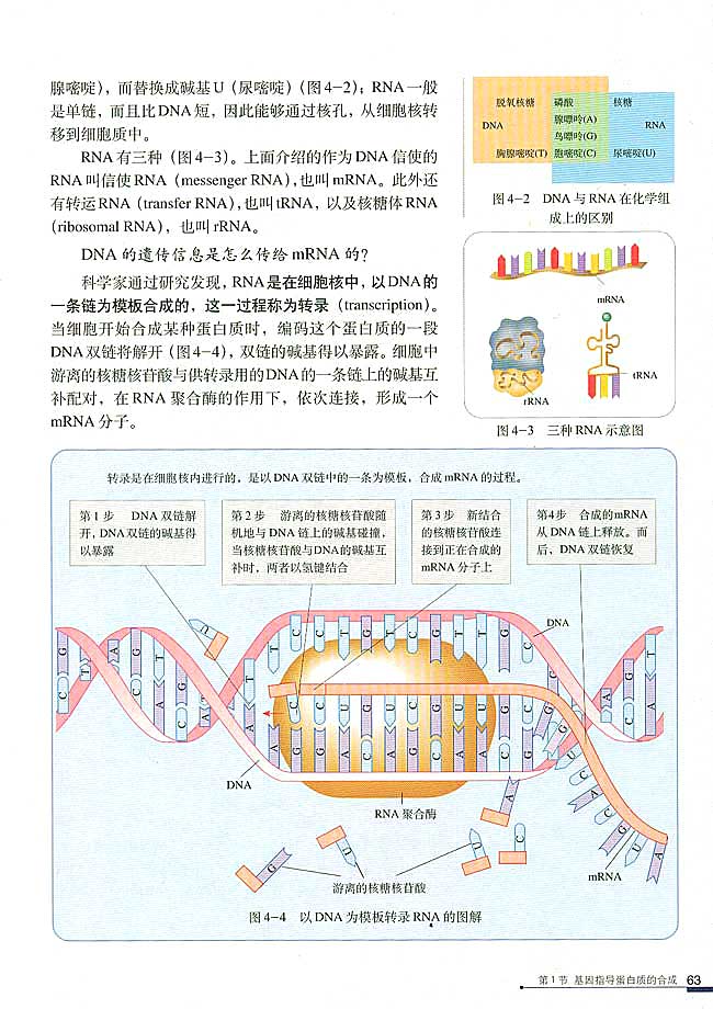 人教版高中高二生物必修2基因指导蛋白质的合成第1页