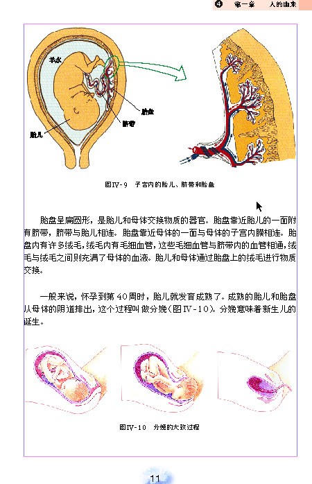 人教版初中初一生物下册人的生殖第3页