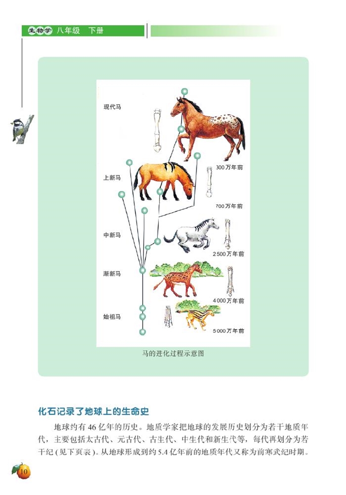 北师大版初中生物初二生物下册生物的进化第5页