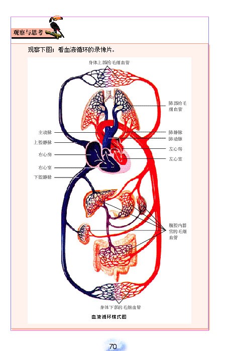 人教版初中初一生物下册输送血液的泵-心脏第3页