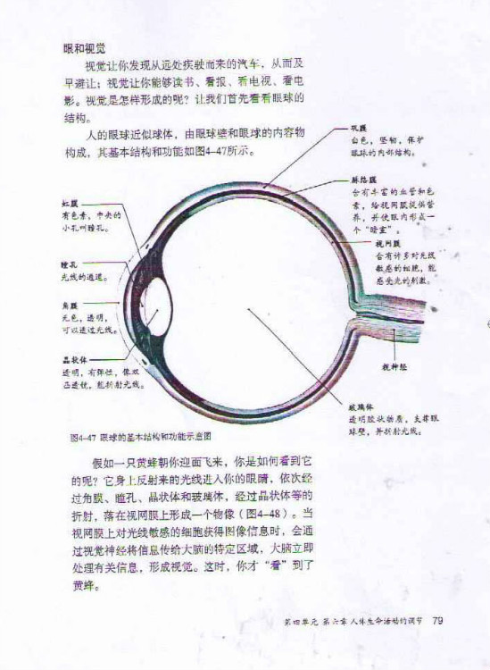 2012部编版七年级生物下册眼和视觉第0页