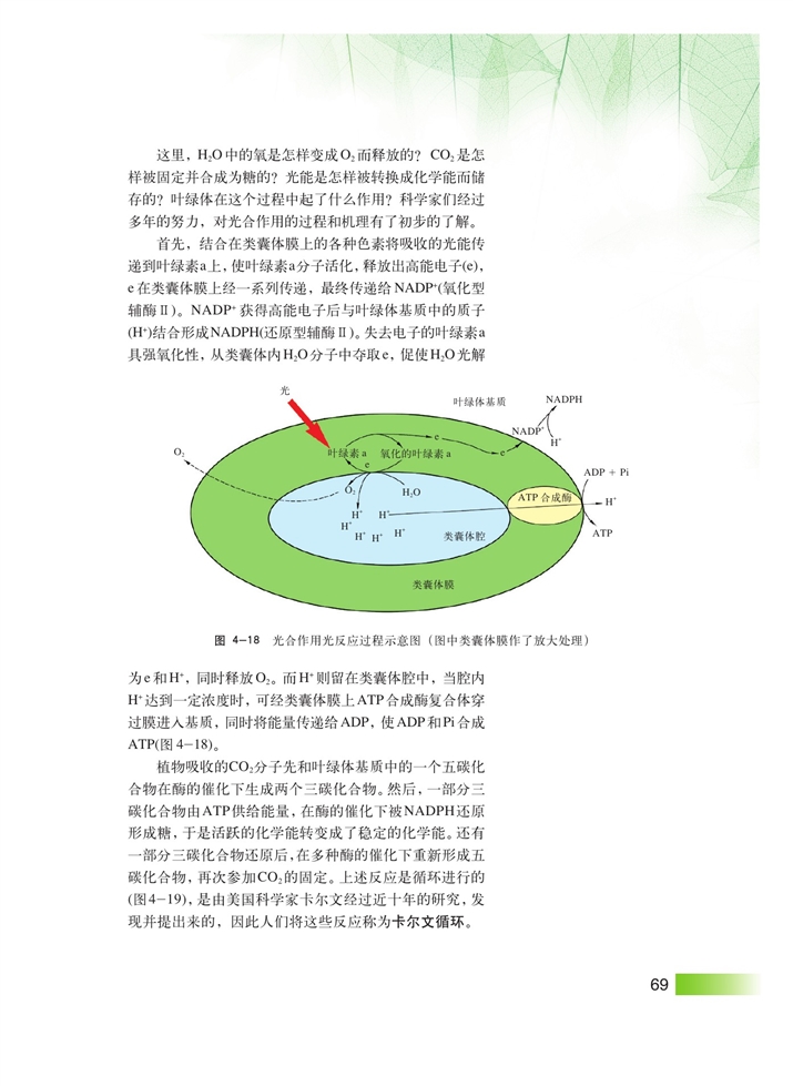 沪科版高中高一生命科学生命科学（第一册）光合作用第6页