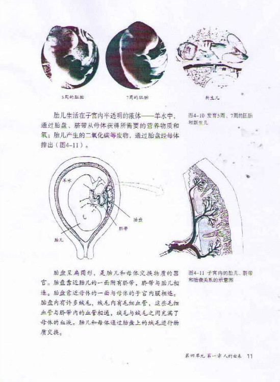 2012部编版七年级生物下册生殖过程第1页