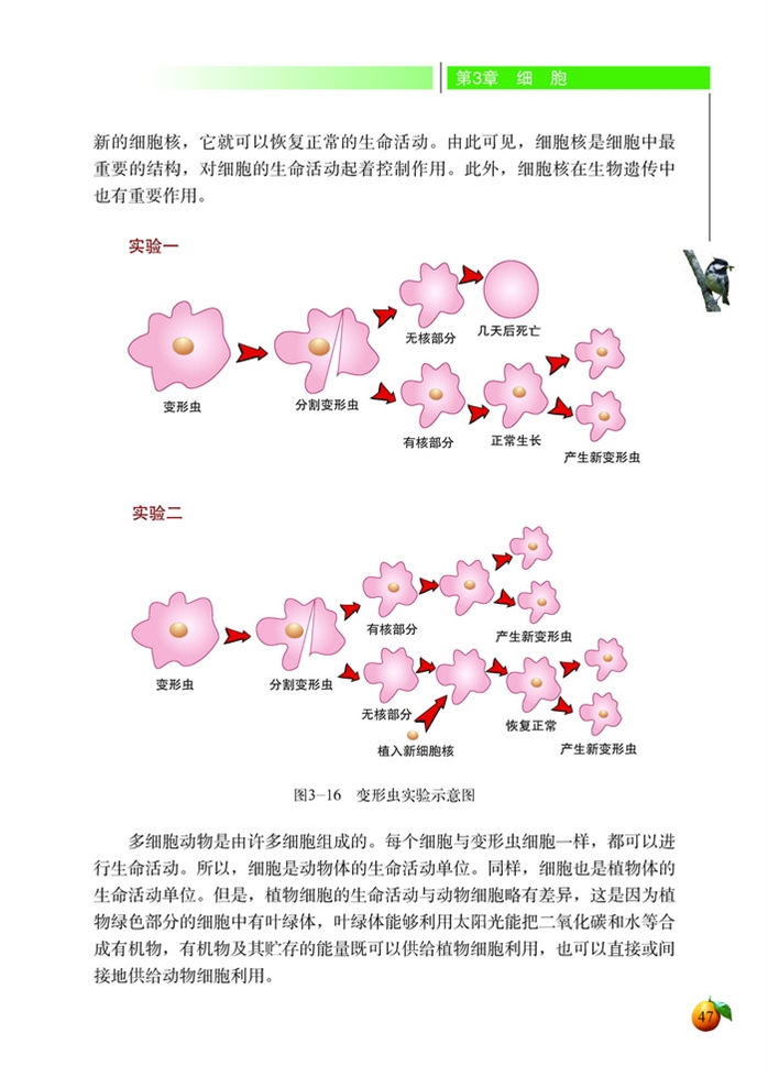 北师大版初中生物初一生物上册细胞是生命活动的单位第4页